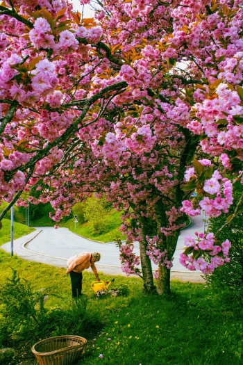 La tête dans les cerises